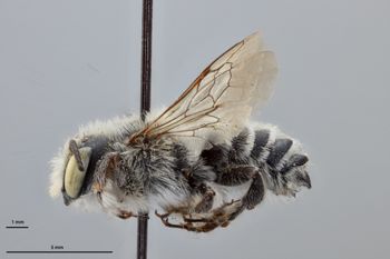 Media type: image;   Entomology 794775 Aspect: habitus lateral view